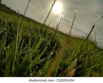Sunset in the grass