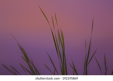 Sunset Grass