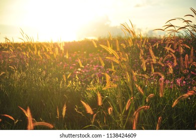 Sunset and Grass Field