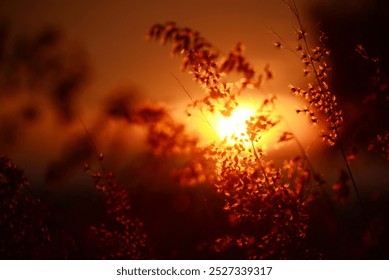 Sunset grass wind autumn meadow in countryside. Beautiful sunset golden grass field beautiful natural flora sunlight outdoor flare. Rural landscape nature plant scene crop view. Morning countryside - Powered by Shutterstock