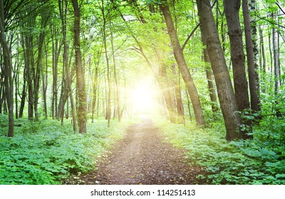 Sunset in green summer forest