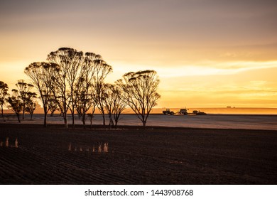 sunset harvesting, Wheat belt region, Western Australia