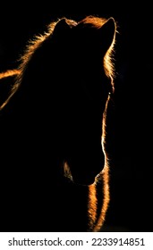 A Sunset Horse Silhouette Canada - Shutterstock ID 2233914851