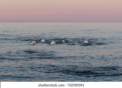 Sunset In The Hudson Bay In Churchill Canada