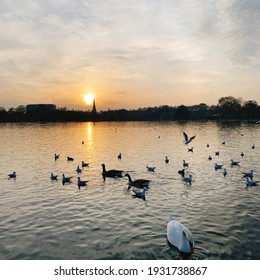 Sunset In Hyde Park With Swans