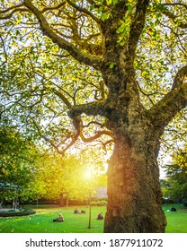 Sunset In Irish Park, St Stephens Green, Dublin