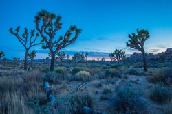 Sunset At Joshua Tree National Park, Taken Around The Hidden Valley Area, Mojave Desert