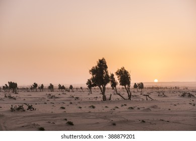 Sunset In The Kuwait Desert