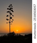 Sunset at La Barrosa beach in Sancti Petri, Cadiz, Spain