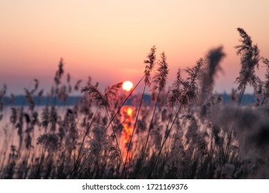 Sunset At A Lake With Reed In Winter. Frozen Water And Cold Mood. Romantic Evening.