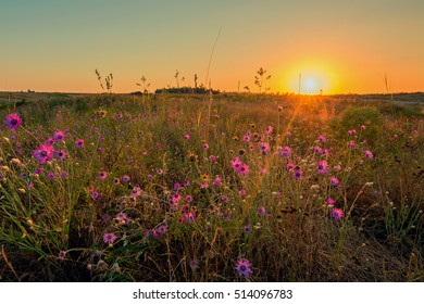 Steppe flower Stock Photos, Images & Photography | Shutterstock