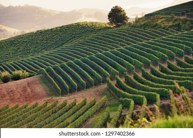 Sunset Landscape Bordeaux Wineyard France