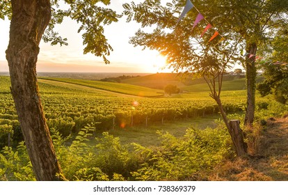 Sunset Landscape Bordeaux Wineyard France, Europe