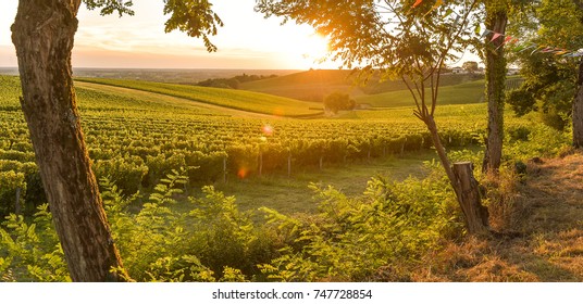 Sunset Landscape Bordeaux Wineyard France, Europe