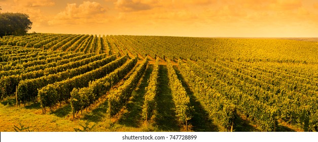 Sunset Landscape Bordeaux Wineyard France, Europe