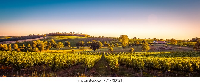 Sunset Landscape Bordeaux Wineyard France, Europe Nature