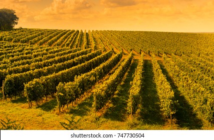 Sunset Landscape Bordeaux Wineyard France, Europe