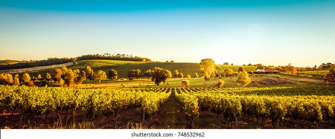 Sunset landscape bordeaux wineyard france, europe Nature