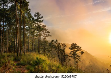 Doi Suthep Pui National Park Images Stock Photos Vectors Shutterstock