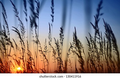 Sunset Landscape Scene With Tall Grass - Powered by Shutterstock