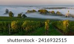 Sunset landscape and smog in bordeaux wineyard, Loupiac, France, Europe