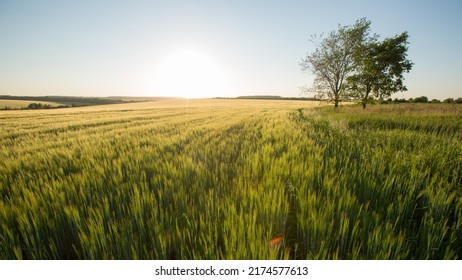 Sunset landscape - sun over yellow wheat barley field and two trees