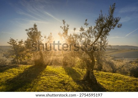 Sunset landscape with sun rays filtering through two olive trees on a hill in Santa Luce, Pisa. Rural countryside of Tuscany, Italy