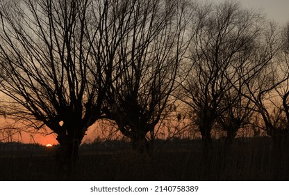 Sunset landscape with willow trees by the river, countryside scenery, Poland landscape, weeping willow trees.