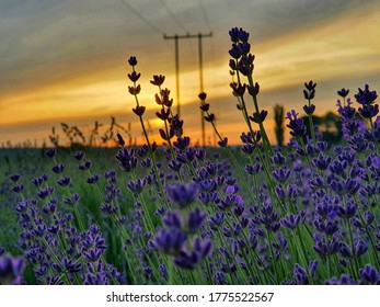 Sunset in the lavender field - Shutterstock ID 1775522567