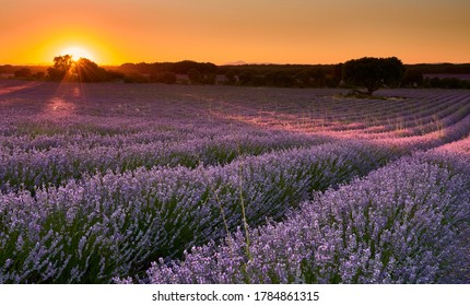 Sunset at lavender fields in Brihuega