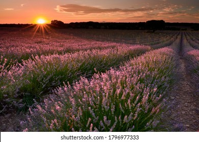 Sunset at lavender fields in Brihuega
