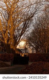 At sunset, leafless trees stand in contrast to urban buildings, creating a simple yet evocative cityscape.