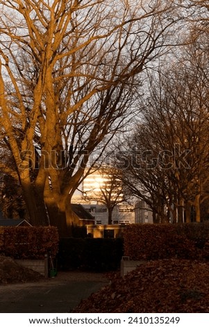 At sunset, leafless trees stand in contrast to urban buildings, creating a simple yet evocative cityscape.