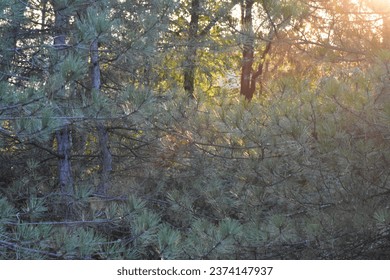 Sunset light behind tree branches