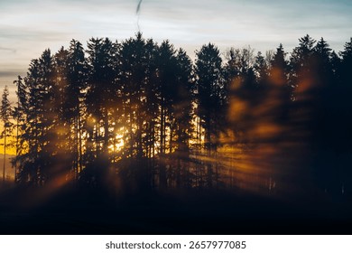 Sunset light breaking through dark pine forest