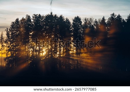 Sunset light breaking through dark pine forest