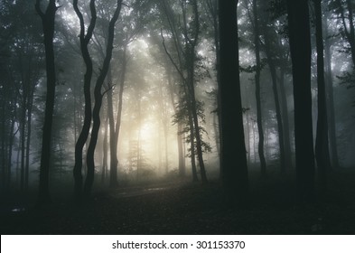 Sunset Light In Dark Forest Background