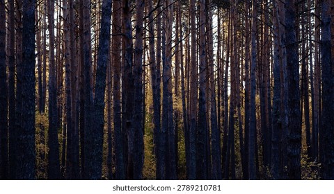 Sunset light filtering through a dense pine forest, casting a warm glow on the trees and forest floor.