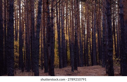 Sunset light filtering through a dense pine forest, casting a warm glow on the trees and forest floor.