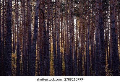 Sunset light filtering through a dense pine forest, casting a warm glow on the trees and forest floor.