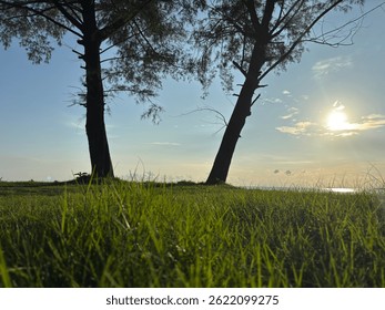 Sunset light filtering through two coastal trees over green grass, evoking peace and calmness in nature.