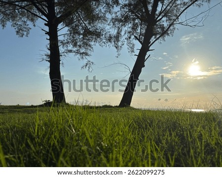Sunset light filtering through two coastal trees over green grass, evoking peace and calmness in nature.