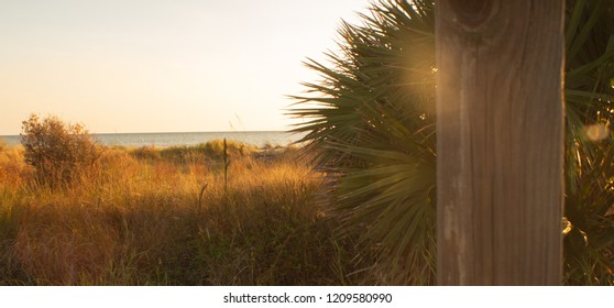 Sunset Light Flares Through Sable Palm Tree On A Remote Beach