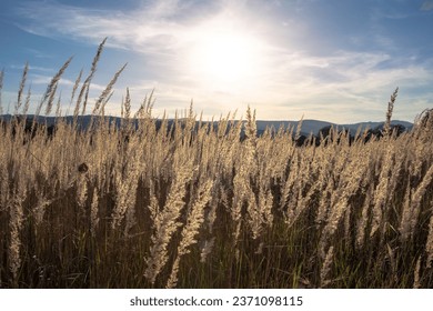 Sunset light reflected in the high grass