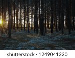 Sunset light as seen through the dense wild forest