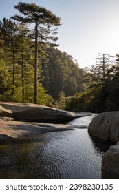 Sunset light shining through the forest in a little river in Corsica