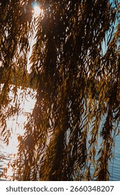 Sunset light shining through weeping willow branches by a calm lake, creating a soft and peaceful atmosphere.