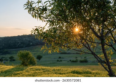 Sunset light through olive tree with a green field and hills in Abruzzo countryside, Italy