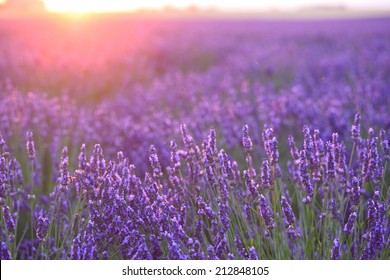 Sunset Lights On Lavender Farm