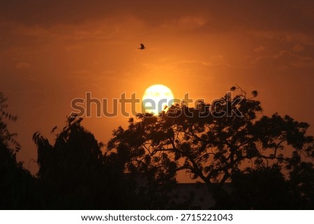 sunset like sun try to hide his self behind the tree